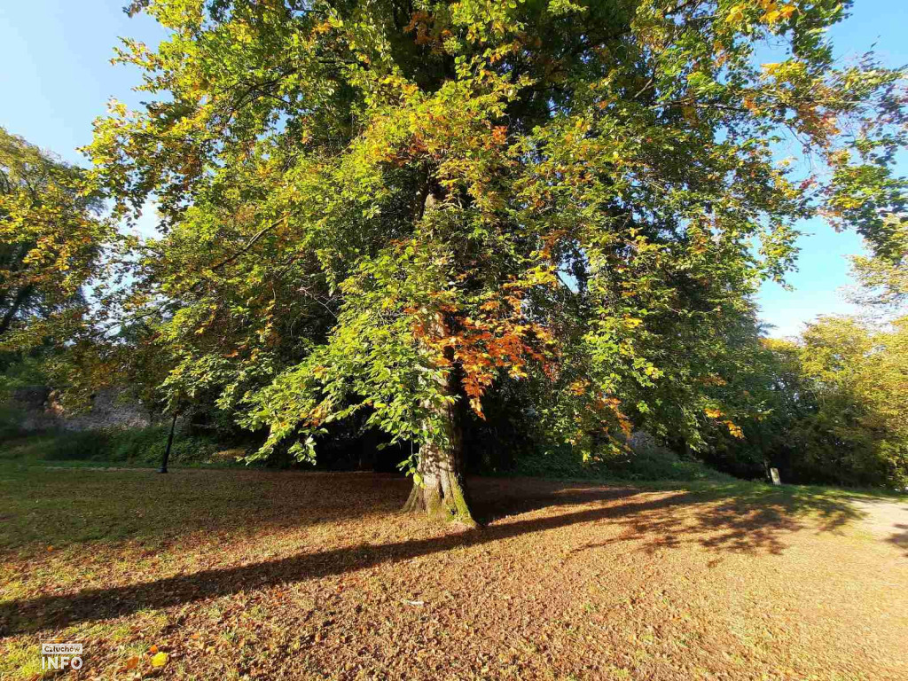 Spacer po Człuchowie, Park Luizy, Ulice, Jesień