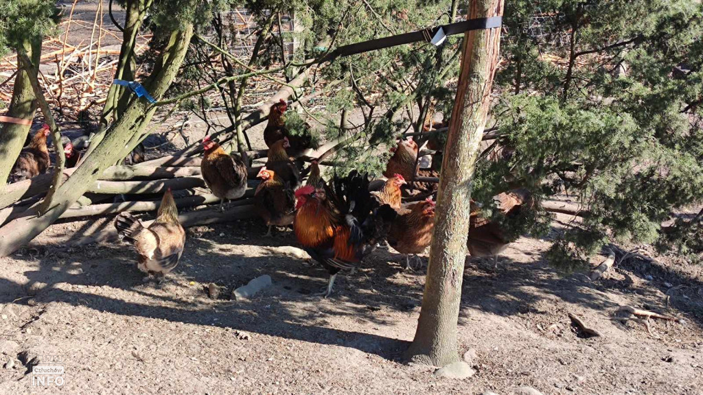 Targi Wiosenne w Gwieździnie – zdjęcia