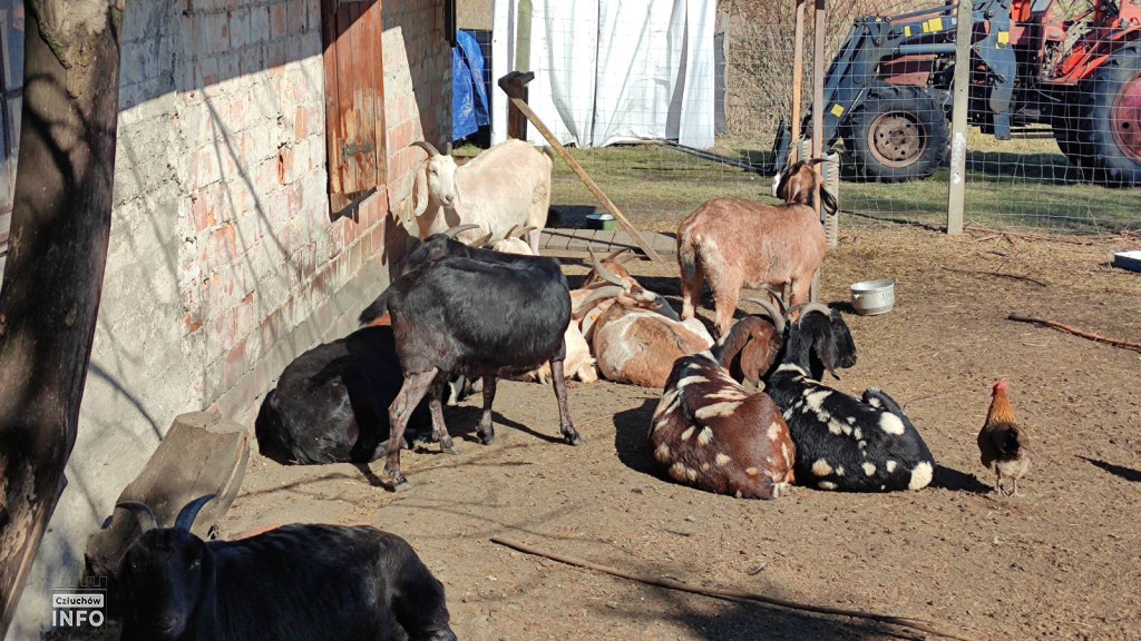 Targi Wiosenne w Gwieździnie – zdjęcia