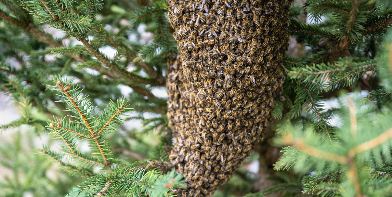 Obraz xiSerge z Pixabay