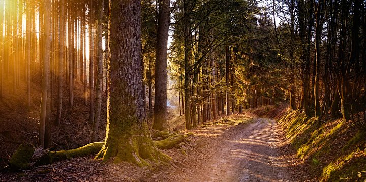 Nadleśnictwo zaprasza na wycieczkę rowerową-3427