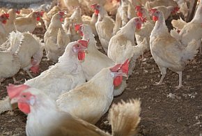 Protest mieszkańców w Dębnicy przeciwko planowanej fermie kurzej-6279