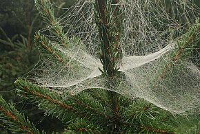 Kupujesz żywą choinkę na święta? Ten szczegół łatwo przeoczyć-7181