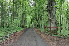 Do wygrania bon 1900 zł na rower dla ucznia. Rusza konkurs plastyczny