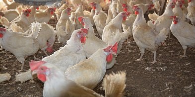 Protest mieszkańców w Dębnicy przeciwko planowanej fermie kurzej-6279