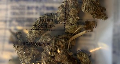 42-letni mężczyzna zatrzymany z marihuaną. Grozi mu do 3 lat więzienia