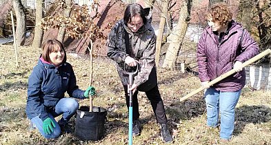 W Człuchowie posadzono buki. Jedno z drzew upamiętnia 80-lecie biblioteki
