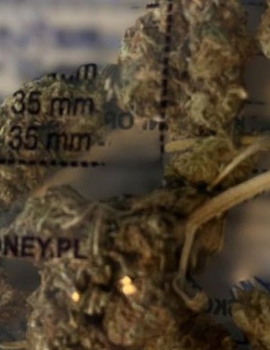 42-letni mężczyzna zatrzymany z marihuaną. Grozi mu do 3 lat więzienia