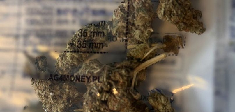 42-letni mężczyzna zatrzymany z marihuaną. Grozi mu do 3 lat więzienia