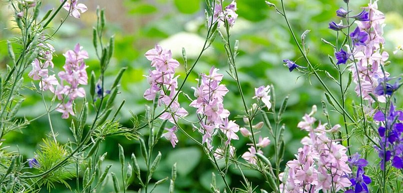 Ostróżeczka ogrodowa – lekki, romantyczny kwiat na naturalistyczne rabaty