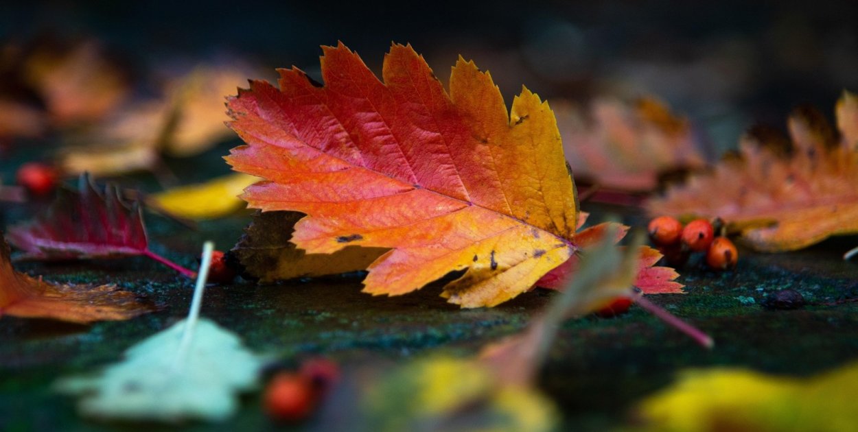 Źródło: pixabay.com