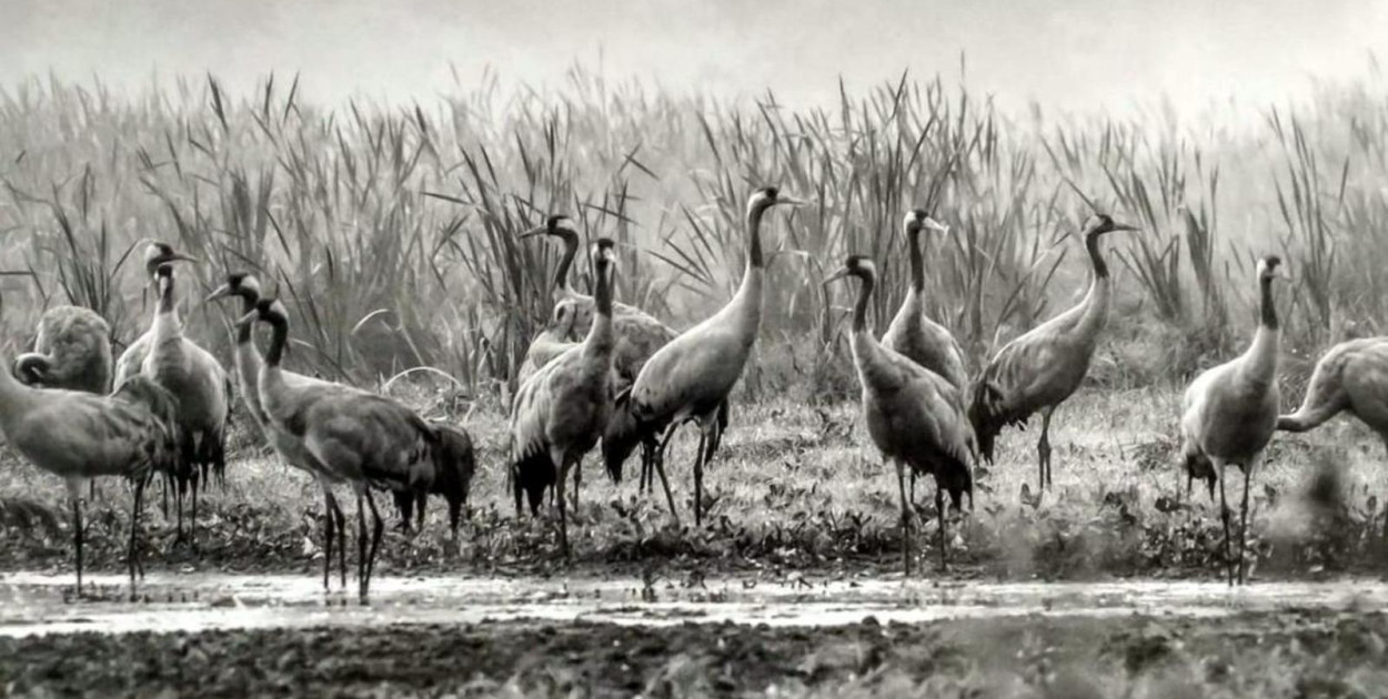 Źródło: Urząd Miasta Człuchów