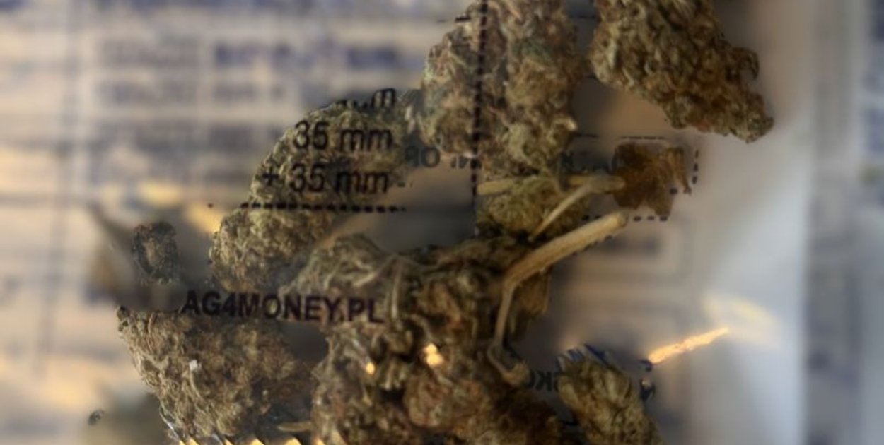 42-letni mężczyzna zatrzymany z marihuaną. Grozi mu do 3 lat więzienia
