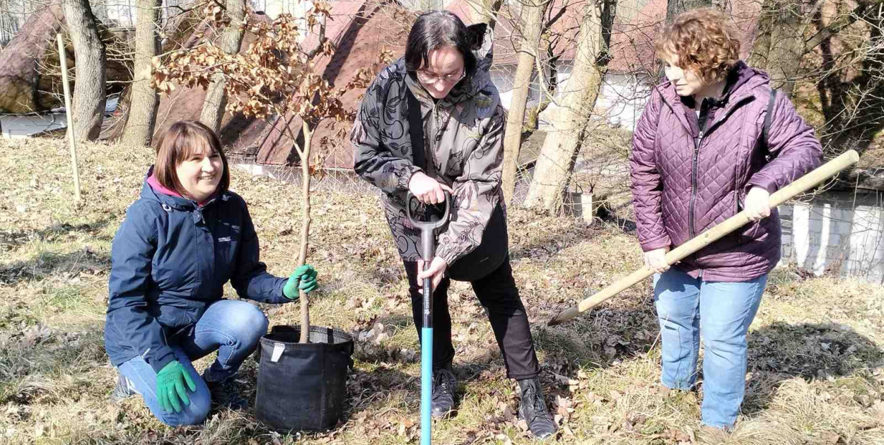 W Człuchowie posadzono buki. Jedno z drzew upamiętnia 80-lecie biblioteki