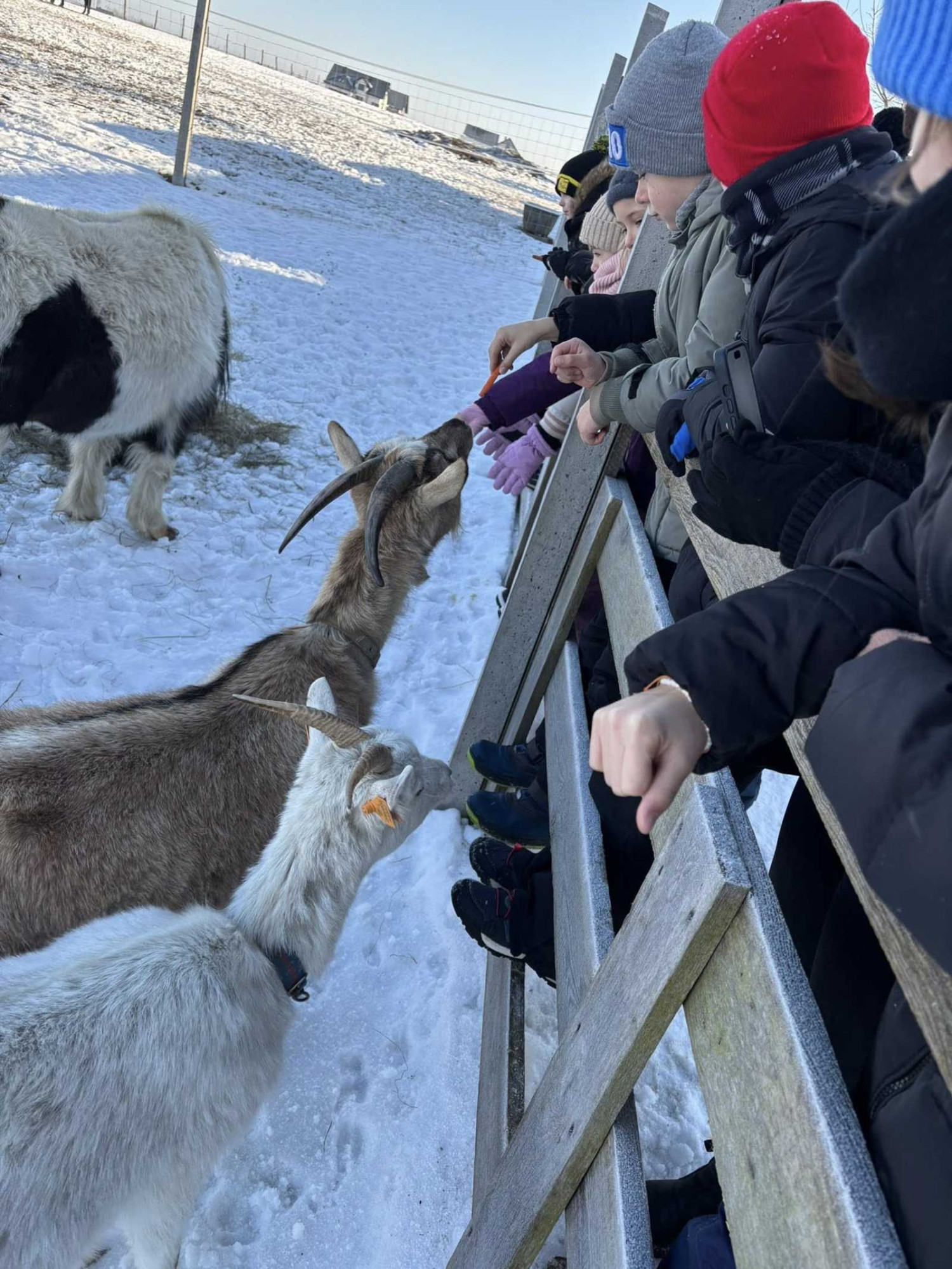 Źródło: CKSiT w Debrznie